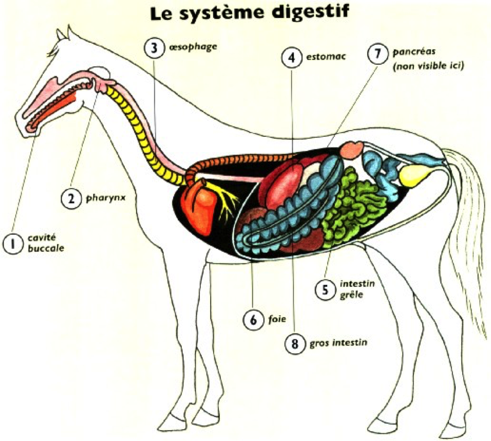 Особенности пищеварительной системы парнокопытных