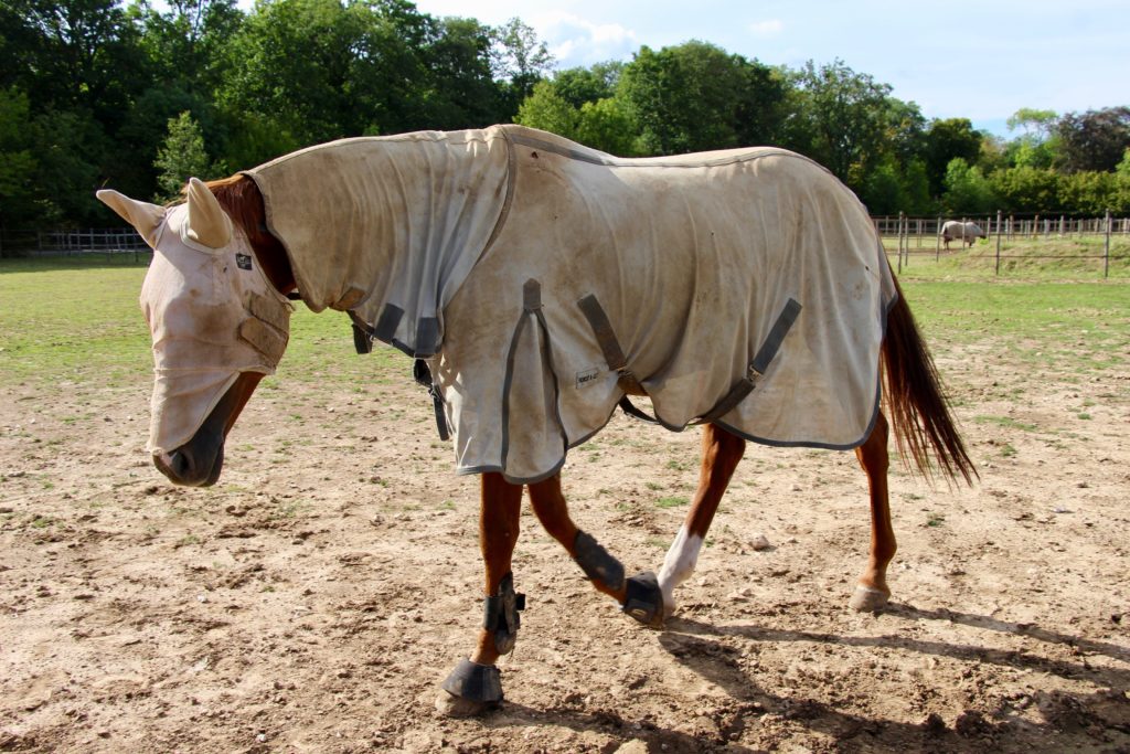 Pferd, das für seinen täglichen Auslauf auf der Koppel mit einem Fliegenhemd und einer Fliegenhaube ausgerüstet ist