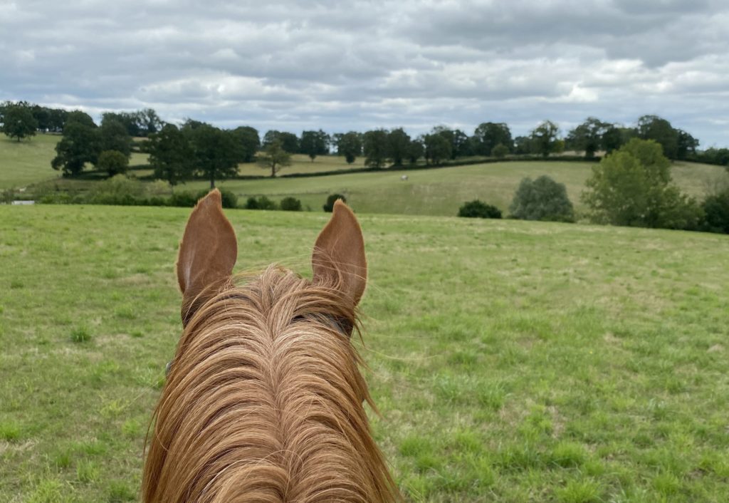 At arrangere en tur med flere heste fra samme stald kan være en god ide at gå ud, især om sommeren!