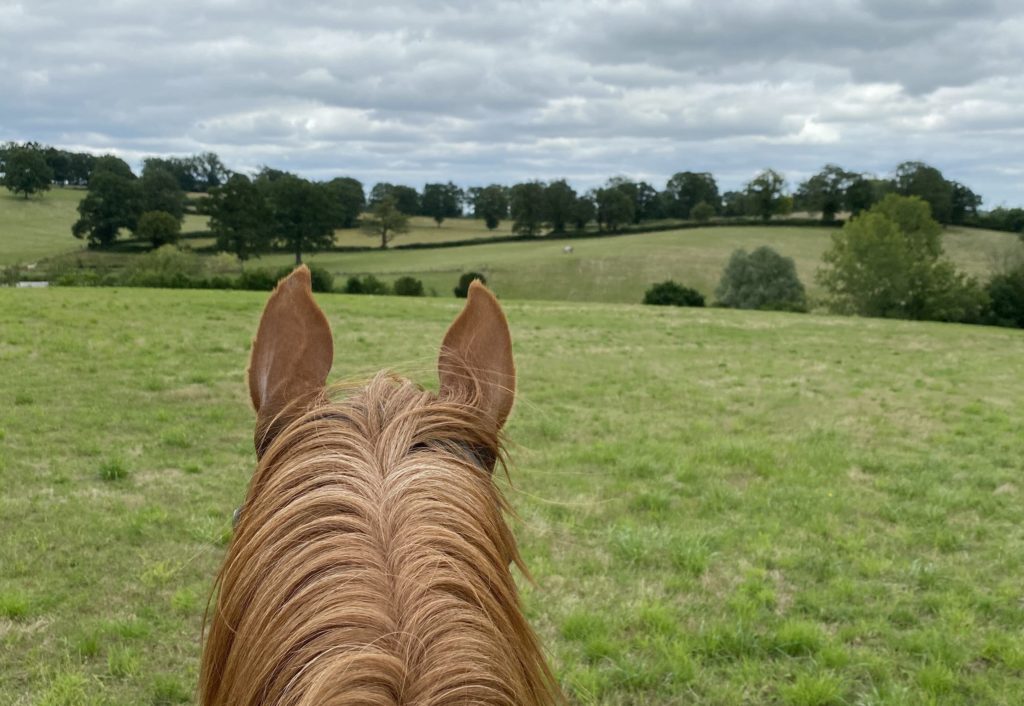 Organizar un paseo con varios caballos de la misma cuadra puede ser una gran idea, sobre todo en verano.