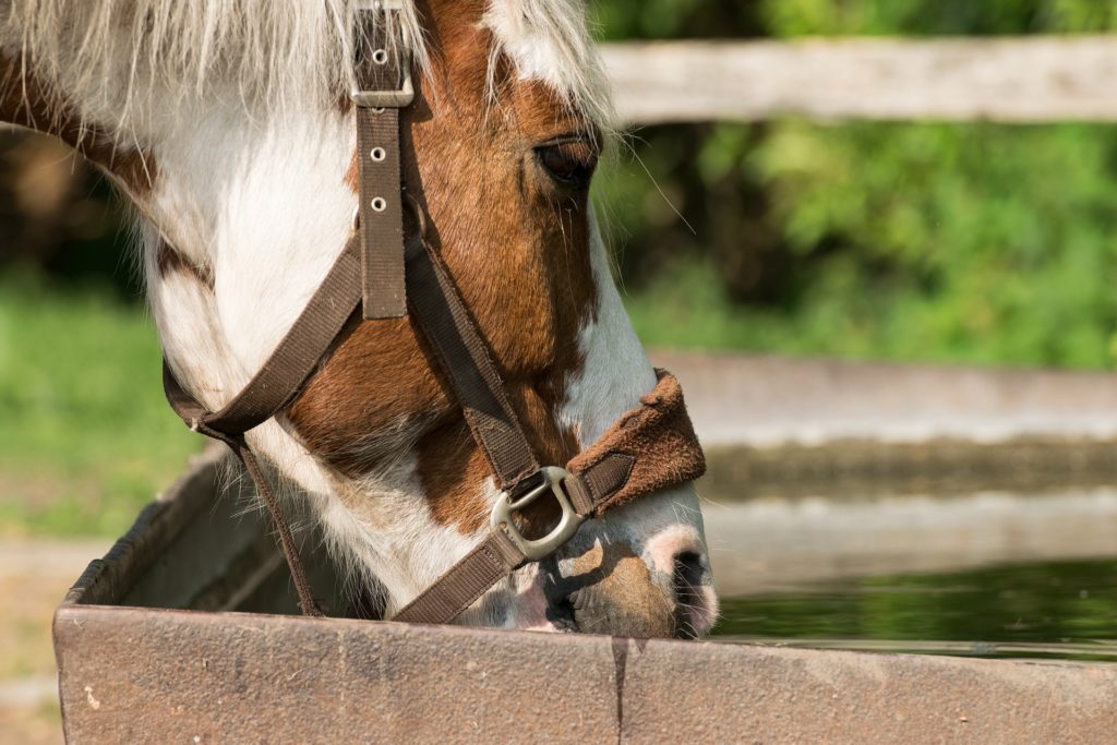 Sie sollten immer überprüfen, ob Ihr Pferd frisches Wasser zur Verfügung hat.