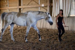 l'entrainement du cheval permet de le mettre en confiance et assure une bonne santé mentale et condition physisque