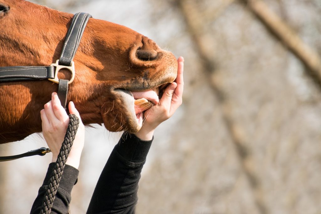 Bien-être du cheval : check-up complet de sa santé