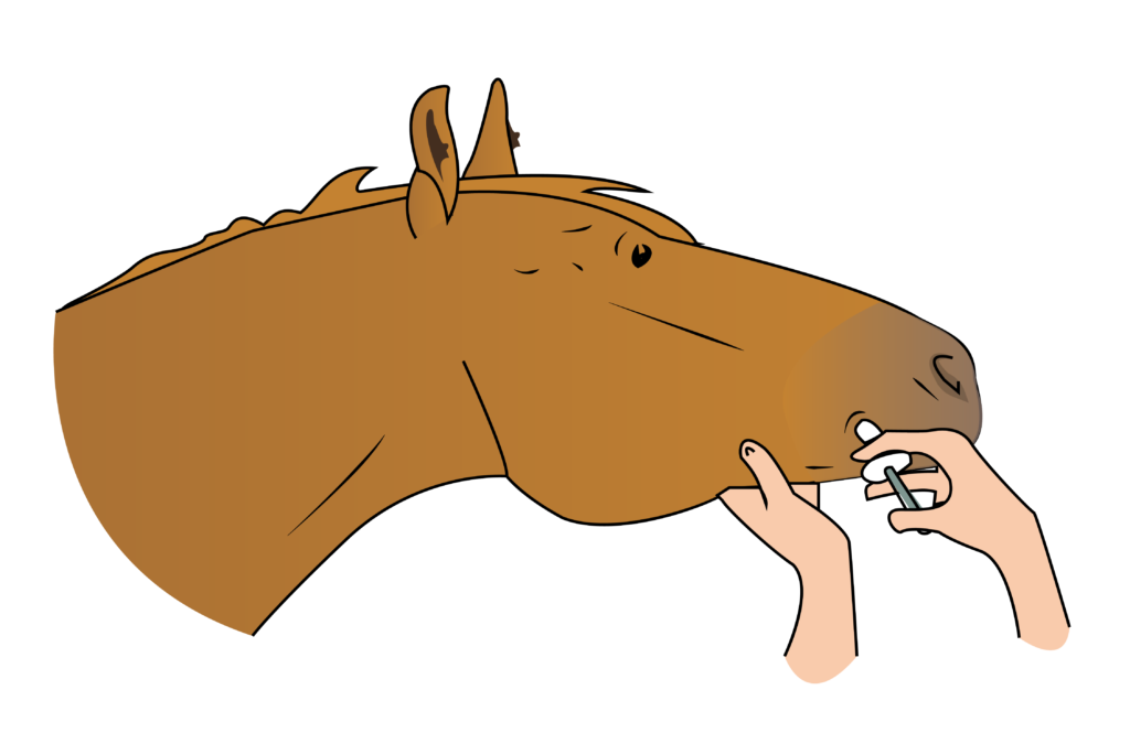La vermifugation du cheval : quand et comment la faire ?