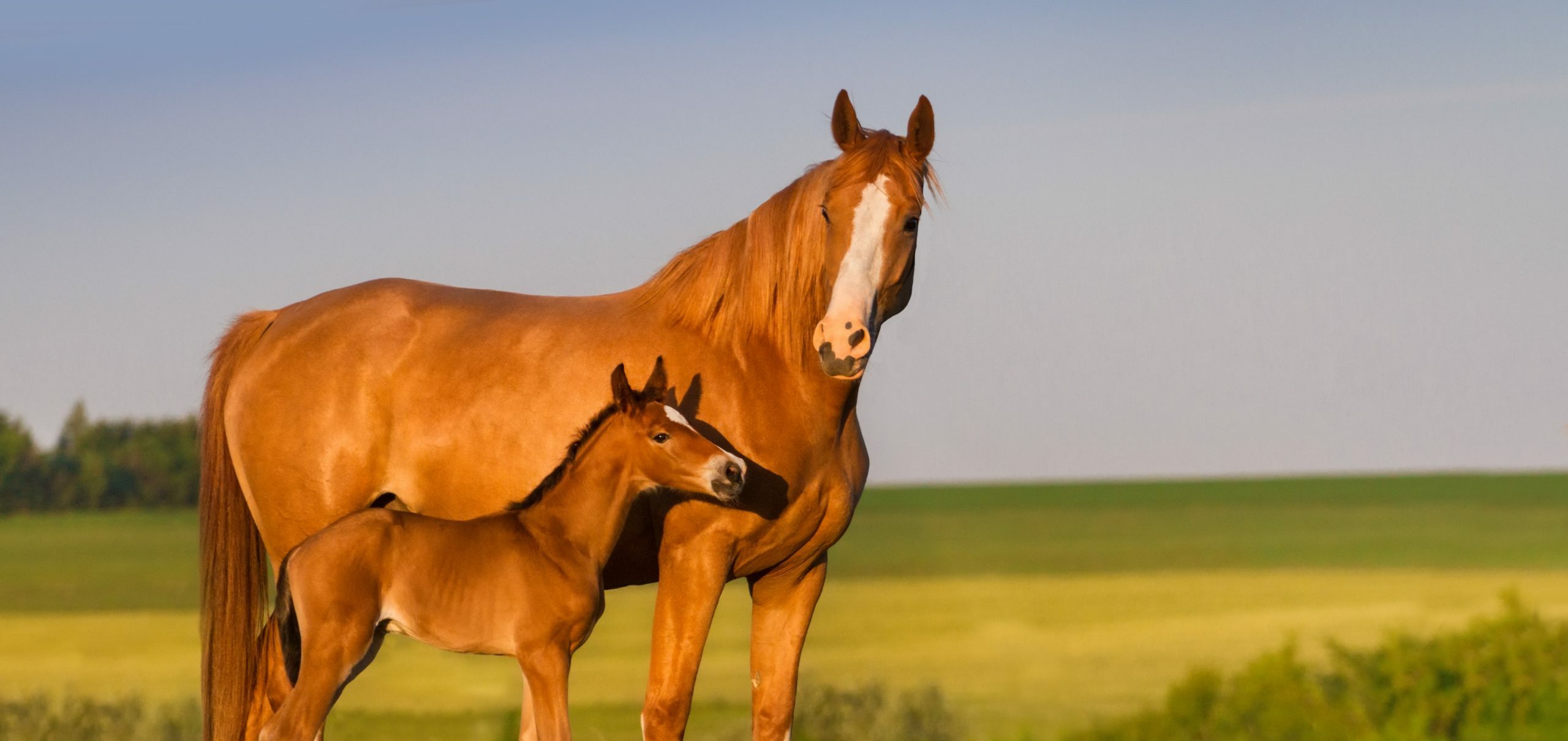 Mare Horse Winking Gic