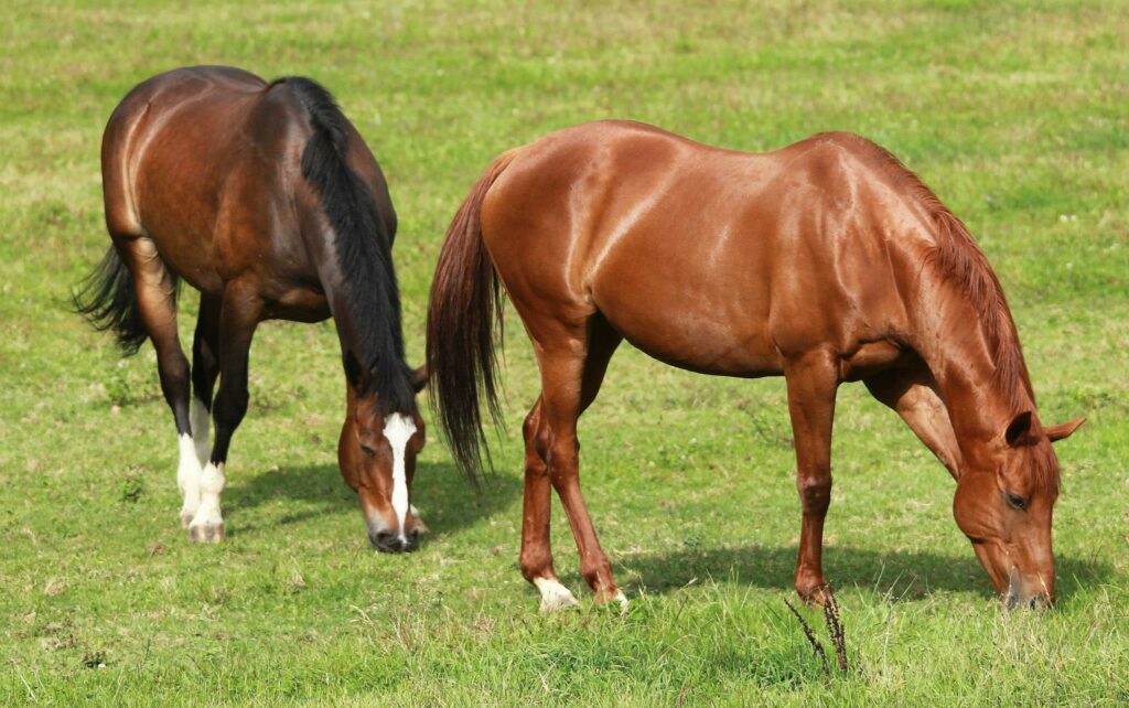 mares in heat in the pasture
