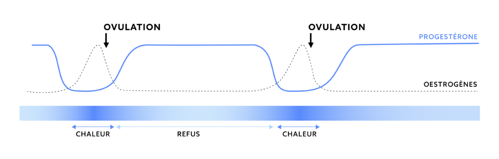 heat cycles mare